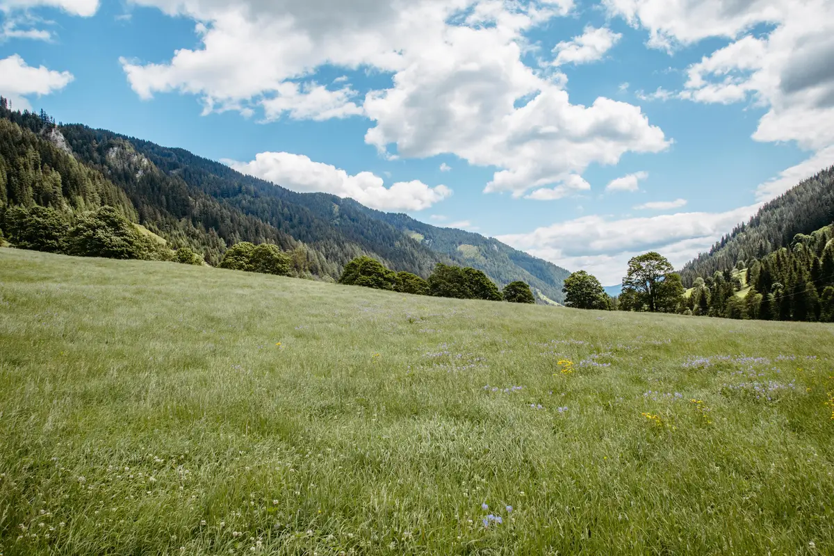 Detox Almhaus Sommer 2026