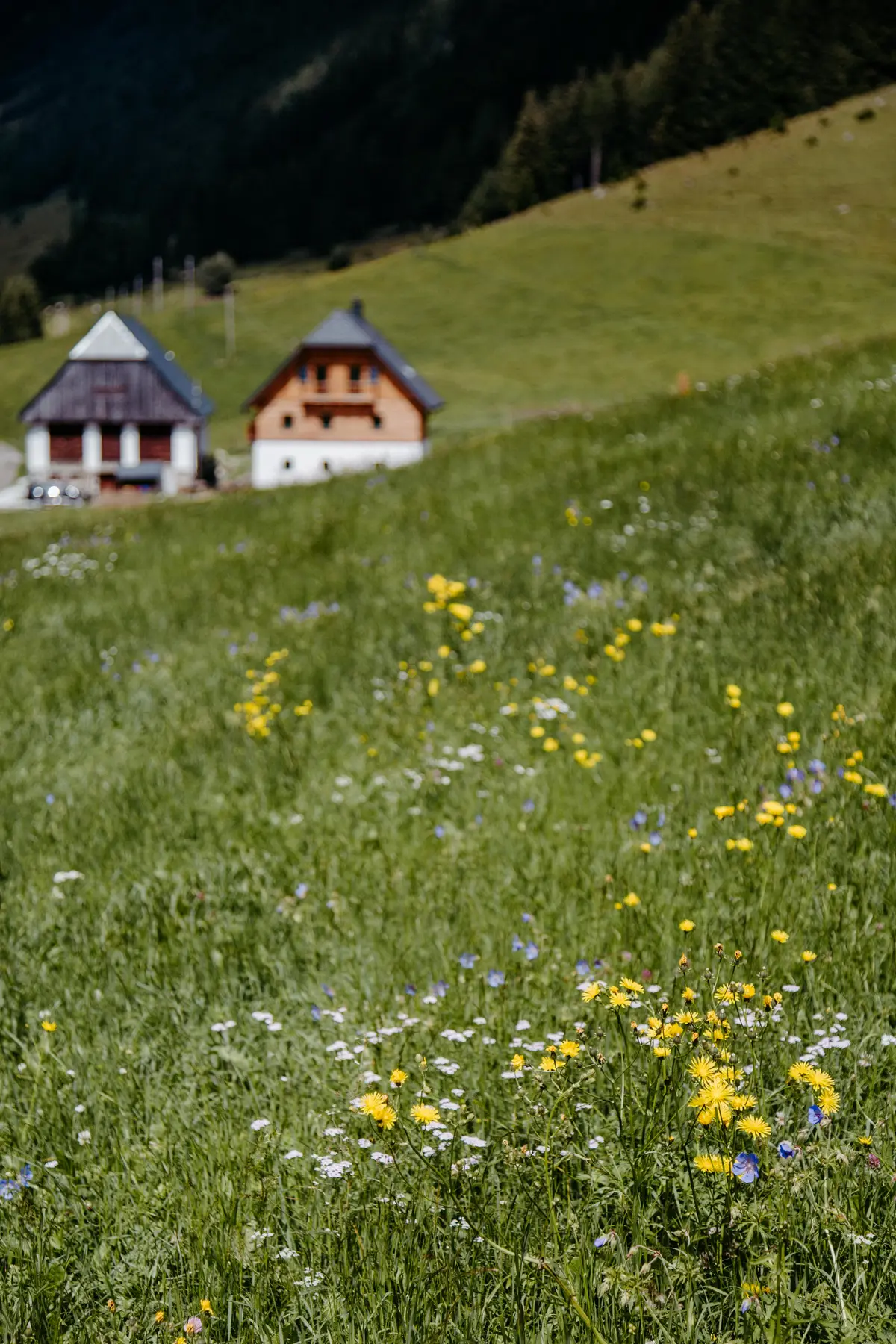 Detox Almhaus Sommer 2026