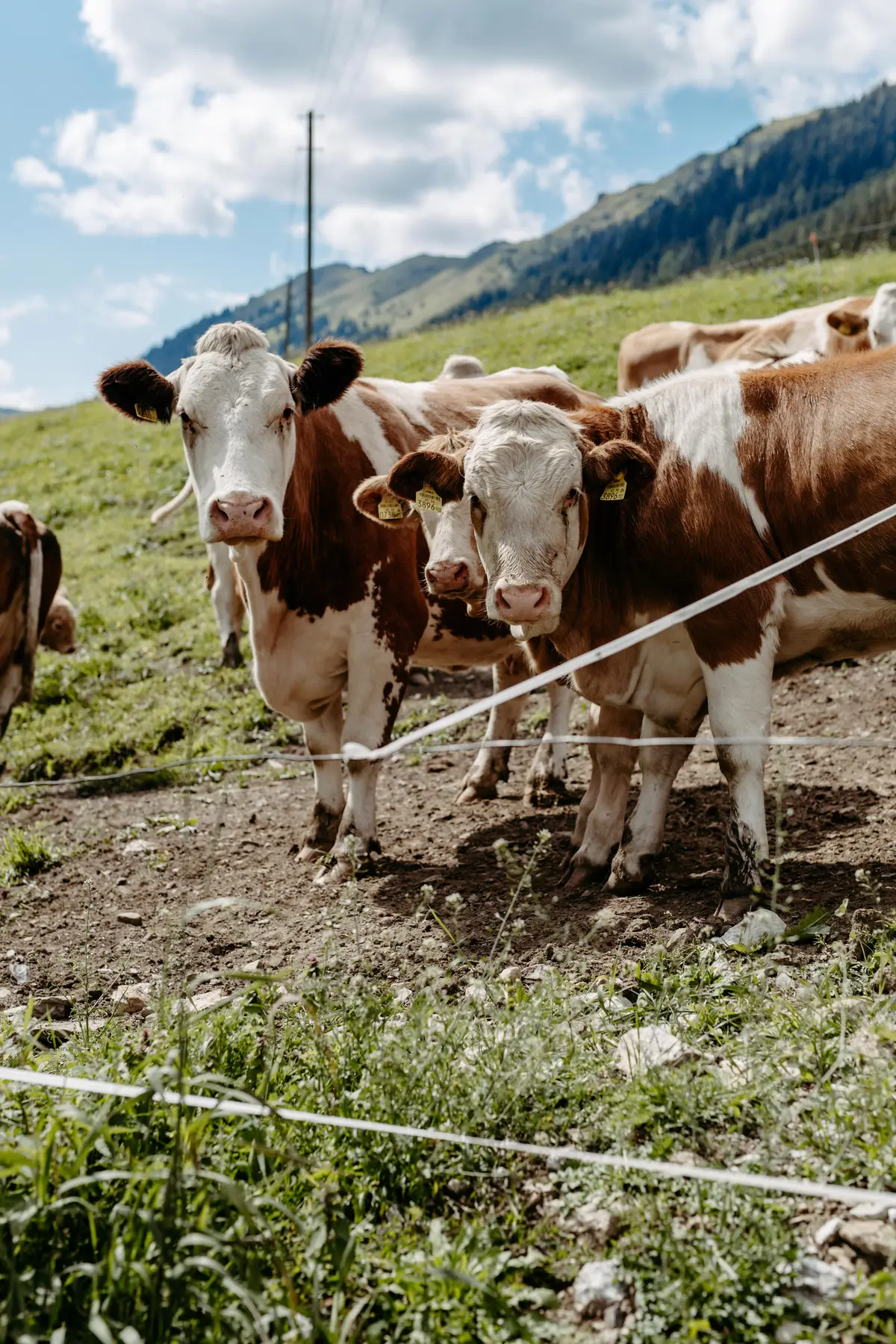Detox Almhaus Sommer 2026