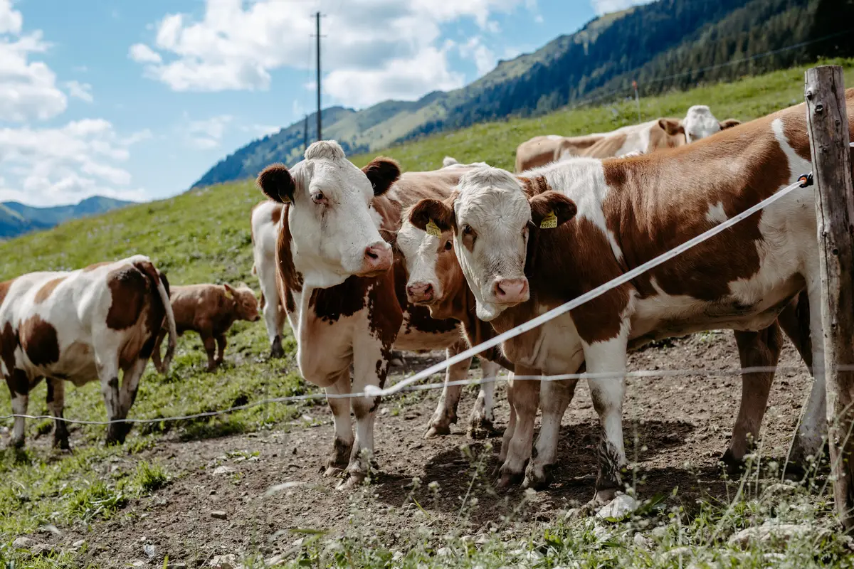 Detox Almhaus Sommer 2026