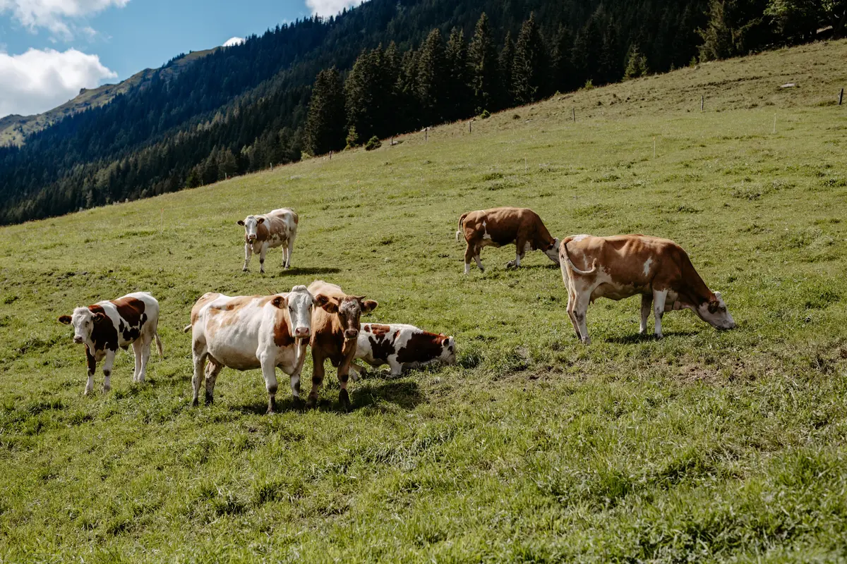 Detox Almhaus Sommer 2026